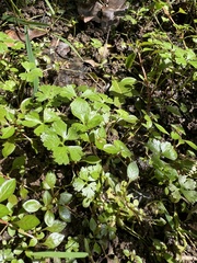 Ranunculus flabellaris, photograph (c) Anne Parker, some rights reserved (CC BY)