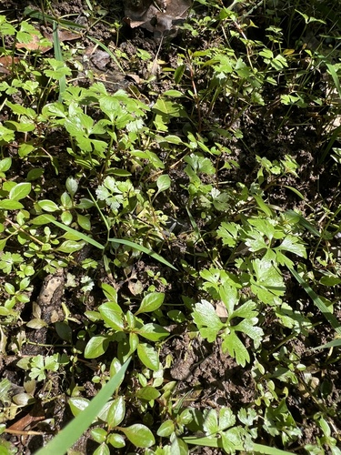 Ranunculus flabellaris, photograph 6