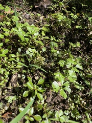 Ranunculus flabellaris, photograph (c) Anne Parker, some rights reserved (CC BY)