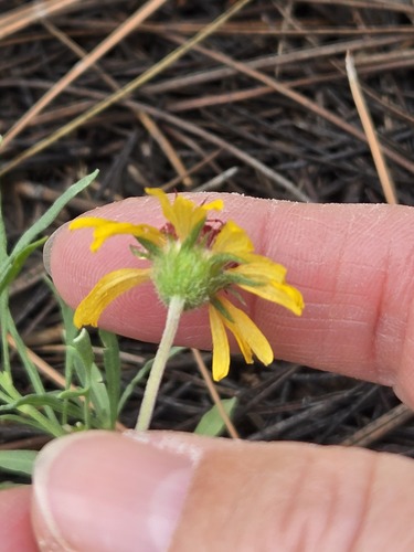 Gaillardia pinnatifida, photograph 5