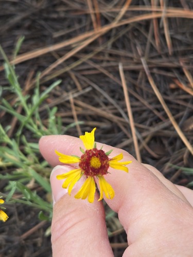 Gaillardia pinnatifida, photograph 4