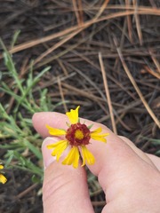 (c) Jo Roberts, some rights reserved (CC BY) Gaillardia pinnatifida, photograph (c) Jo Roberts, some rights reserved (CC BY)