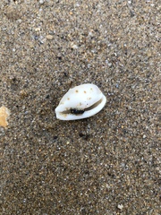 Notocypraea