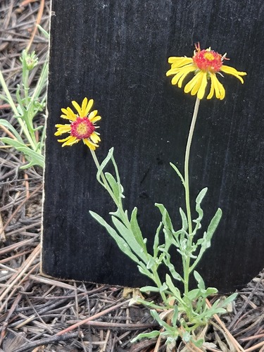 Gaillardia pinnatifida, photograph 6