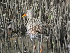Rallus longirostris berryorum