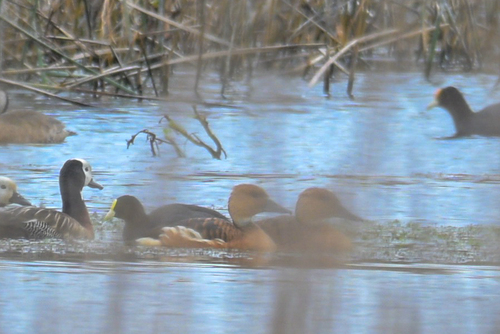 iNaturalist image