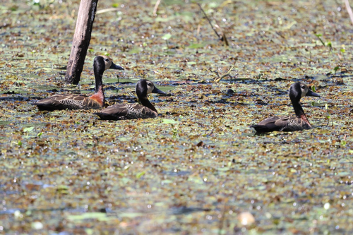 White-faced Whistling-Duck