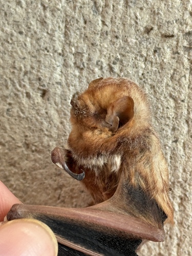 Eastern Red Bat observed by asherhiggins91