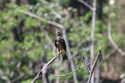 Snail Kite