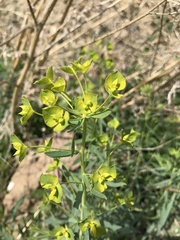 Euphorbia esula