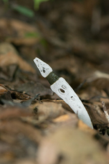 Staheliomyces cinctus