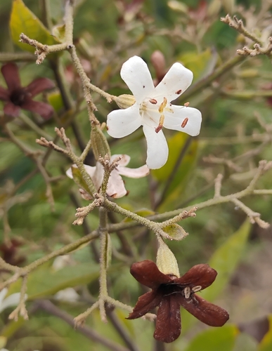 Cordia trichotoma, 2026-08-31