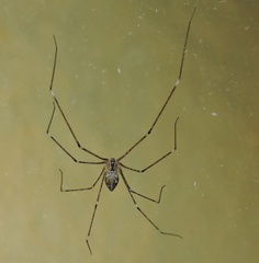 Crossopriza