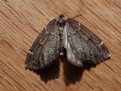 Spodolepis substriataria