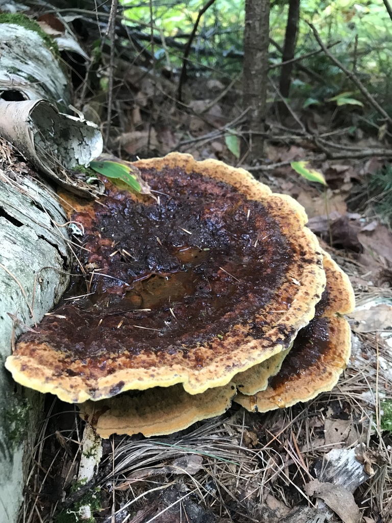 Phaeolus hispidoides · August 2026 · photo: Photo: (c) Matthew Rozanoff, some rights reserved (CC BY) · iNaturalist