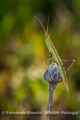 Apteromantis aptera