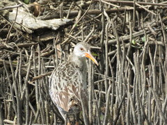 Rallus longirostris berryorum