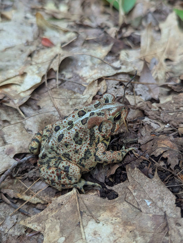 American Toad