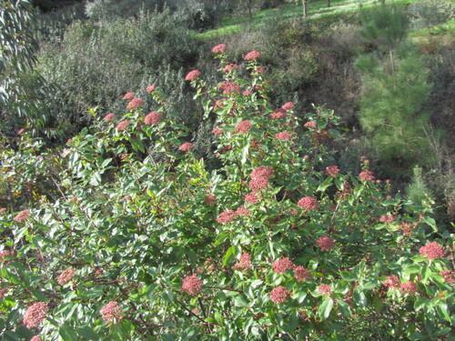Viburnum tinus