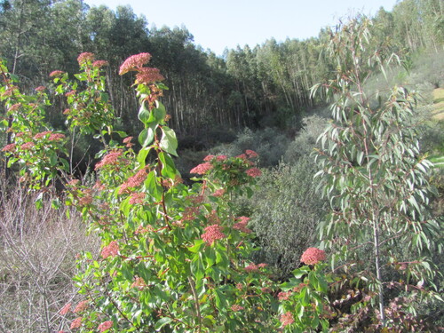 Viburnum tinus
