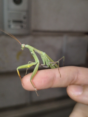 European Mantis