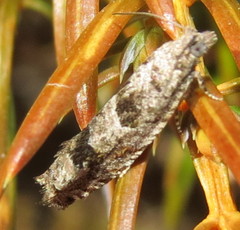 Pseudexentera vaccinii