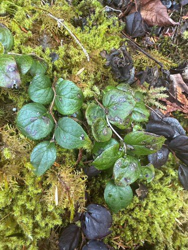 Gaultheria ovatifolia, photograph 3