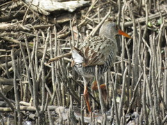 Rallus longirostris berryorum