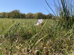 Cardamine pratensis pratensis