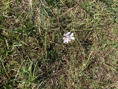 Cardamine pratensis pratensis