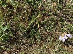 Cardamine pratensis pratensis