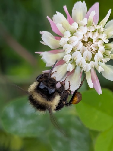 Tricolored Bumble Bee