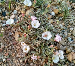 Convolvulus lineatus