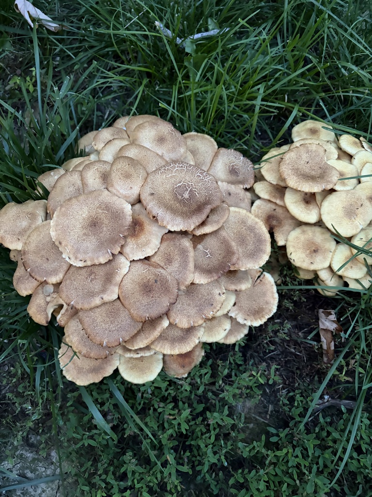 Ringless Honey Mushroom · August 2026 · photo: Photo: (c) Julie Travaglini, some rights reserved (CC BY) · iNaturalist