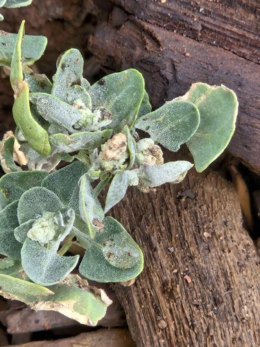 Chenopodium incanum