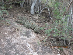Mammillaria mazatlanensis