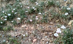 Convolvulus lineatus