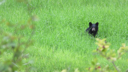 Black Bear sighting near North Okanagan