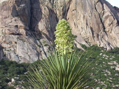 Yucca torreyi