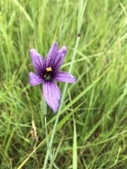 Sisyrinchium hitchcockii