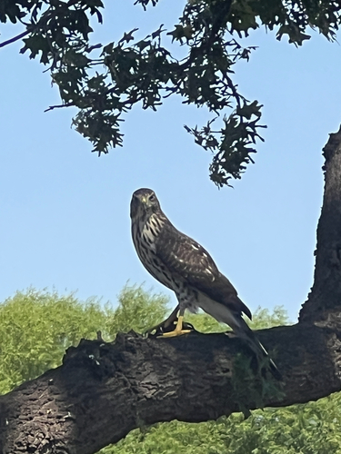 Cooper's Hawk