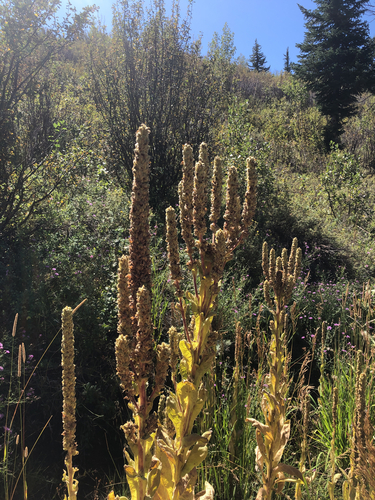 great mullein