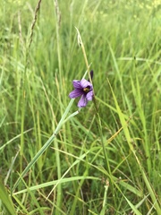 Sisyrinchium hitchcockii