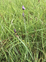 Sisyrinchium hitchcockii