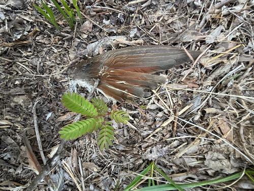 Yellow-billed Cuckoo observed by coleguyton