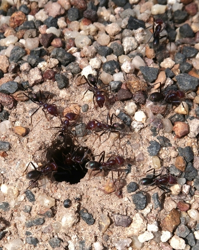 Southern Meat Ant