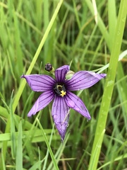 Sisyrinchium hitchcockii