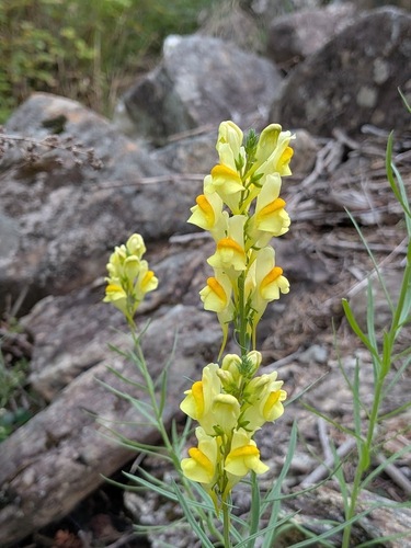 common toadflax