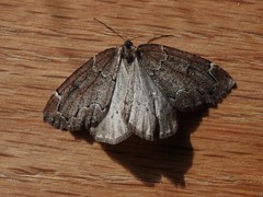 Spodolepis substriataria