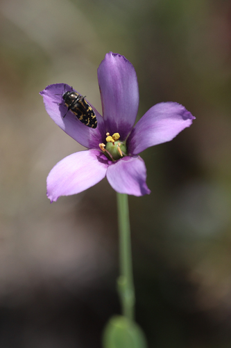 Eustoma exaltatum, photograph 5